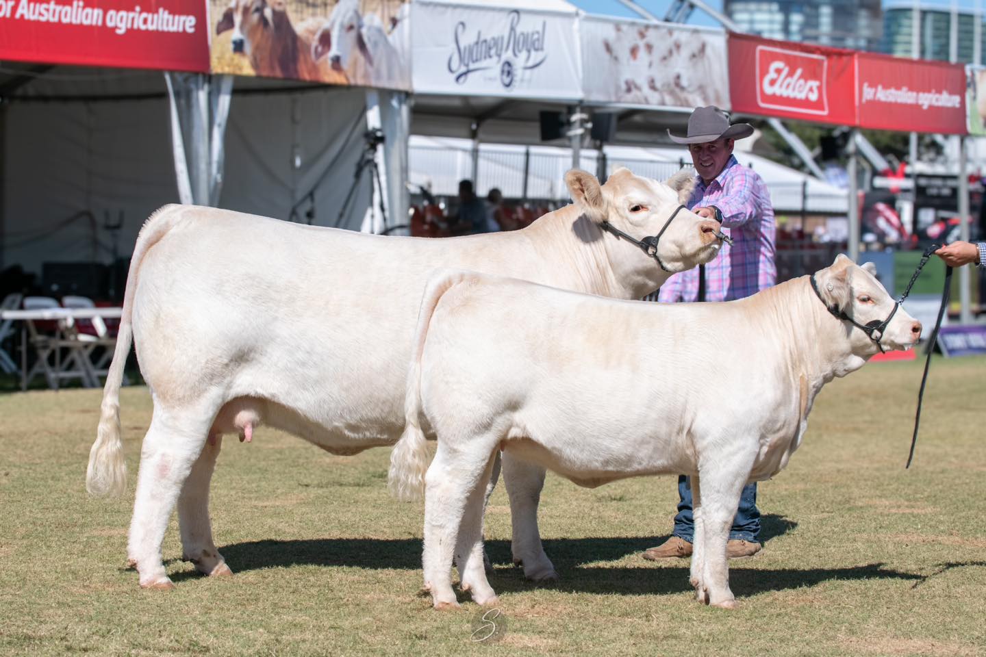 Venturon Starstruck 157S