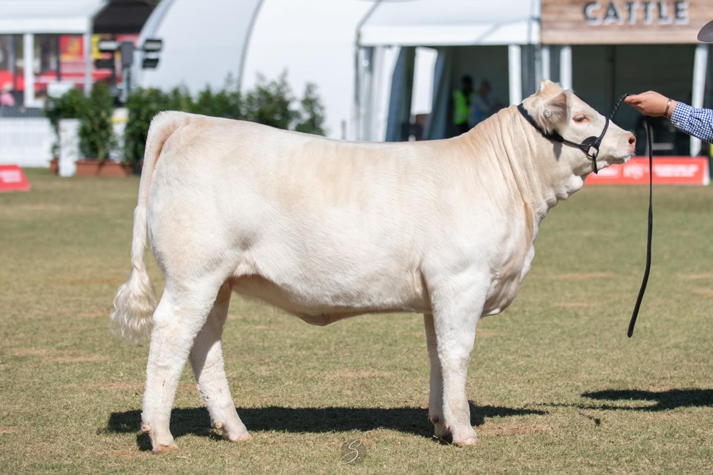 Venturon Starstruck 157U Sired by LT COUNTDOWN
