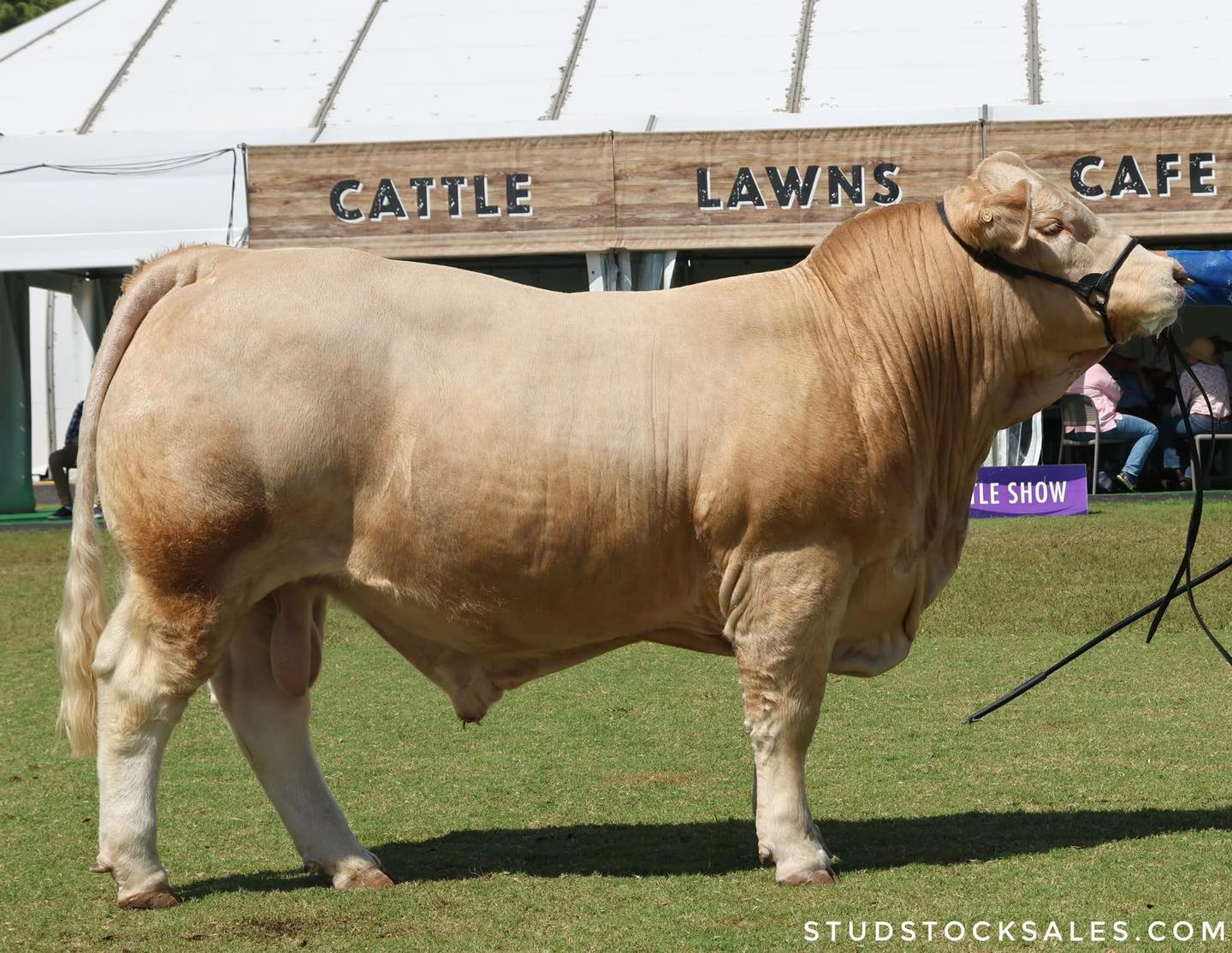 Venturon Talladega T192