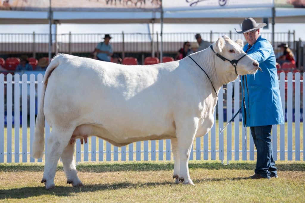 Naughty But Nice S32