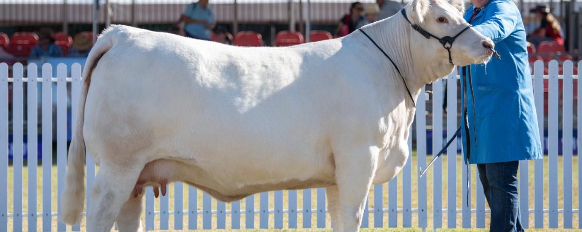 Naughty But Nice S32