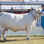 Naughty But Nice S32