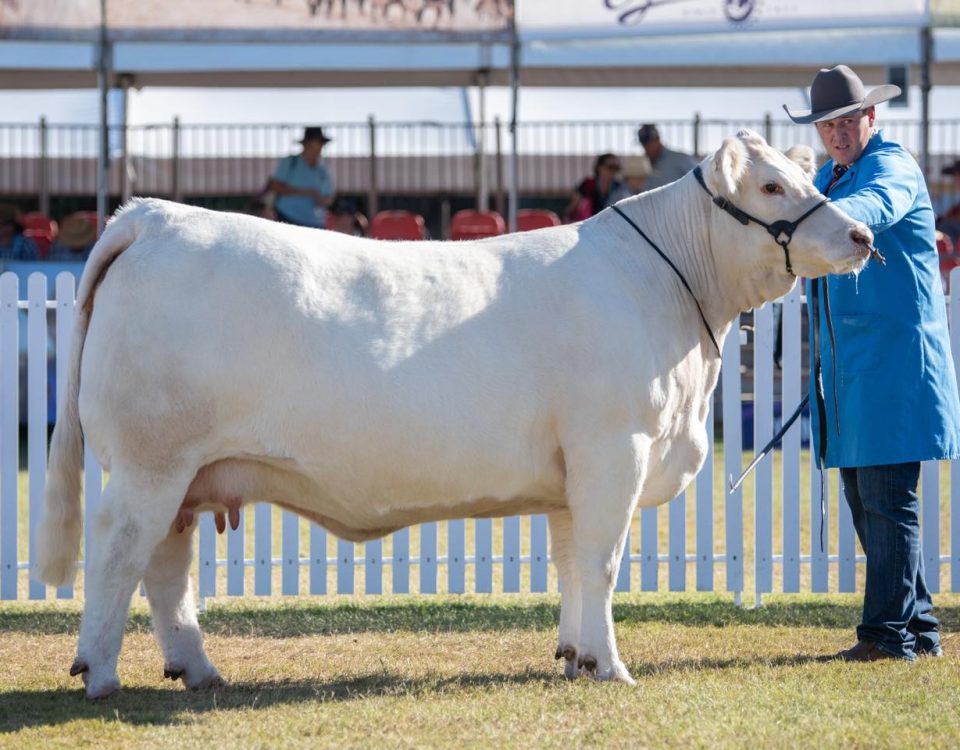 Naughty But Nice S32